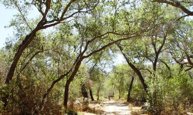 A path through a park of grass and trees