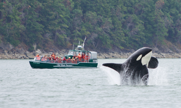 A killer whale jumps out of the water while a tour boat of people look on