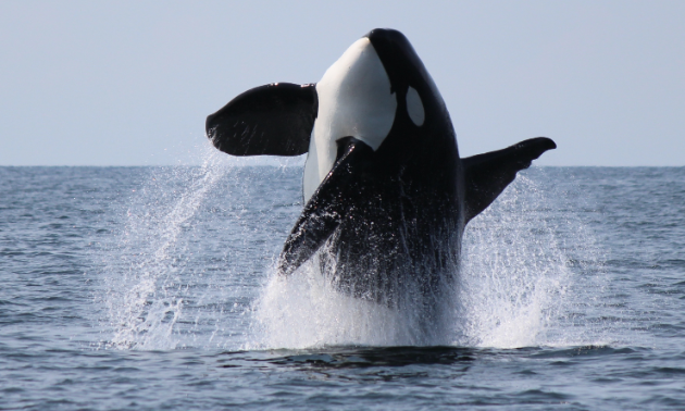 An orca jumps out of the ocean