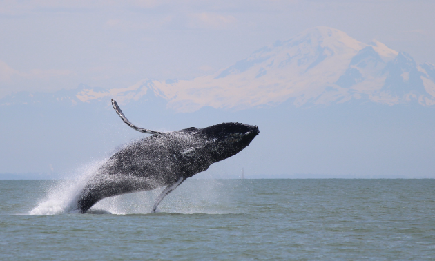 A humpback whale jumps out of the water