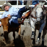 A cowboy grabbing the horns of a steer as he is coming off his horse. 