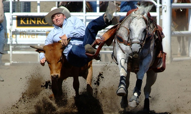 A cowboy grabbing the horns of a steer as he is coming off his horse. 