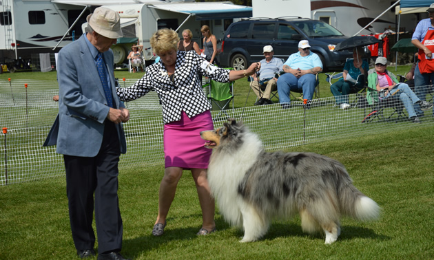 A lady in a pink skirt holding a collie dog. 