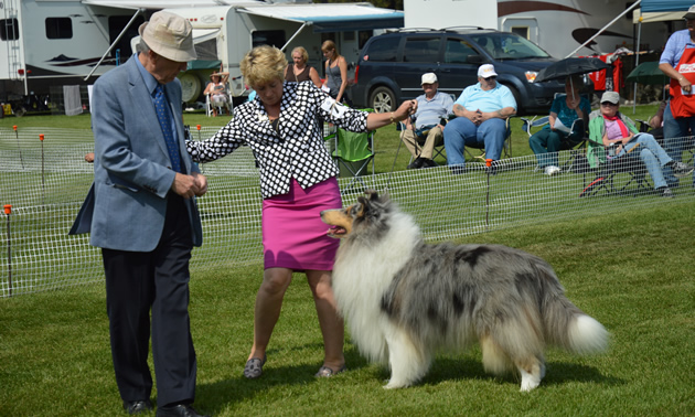 A lady in a pink skirt holding a collie dog.