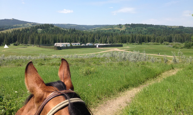 Looking between a horse's ears at Fort Walsh. 