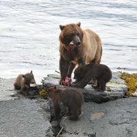 Grizzly bear mom with three of her four cubs in Valdez, Alaska. 

