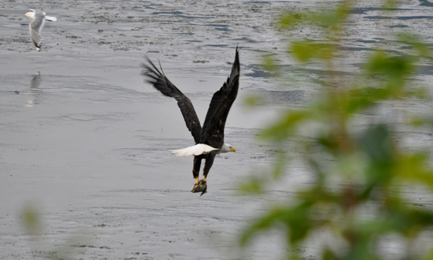 Bald eagle on the way to Valdez, Alaska. 
