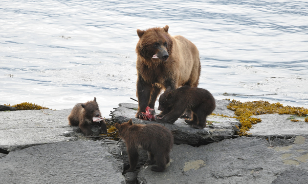 Grizzly bear mom with three of her four cubs in Valdez, Alaska.