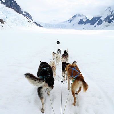 Dogs are pulling a sled through the snow. 