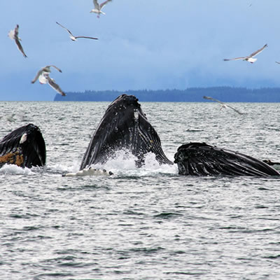 Whales are breaching out of the ocean while bubble-net feeding. 