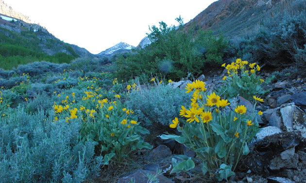 Yellow Arrowleaf balsamroot flowers. 