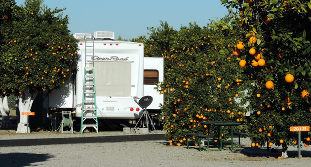 An RV surrounded by orange trees in Bakersfield, California.