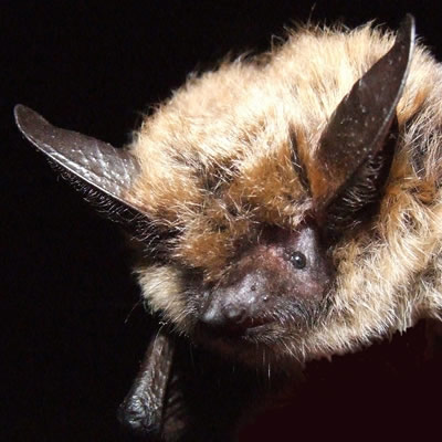 Close-up of bat. 