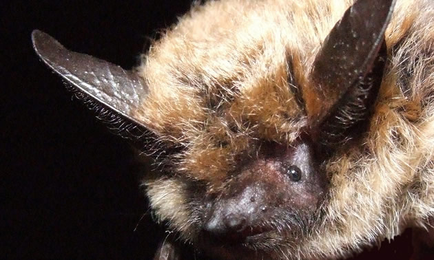Close-up of bat. 