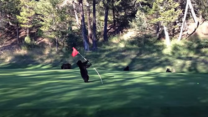 A young bear cub plays with a flagstick on the fairway.