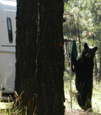 A black bear visits Sebastian Halyard's trailer