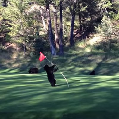 A young bear cub plays with a flagstick on the fairway. 