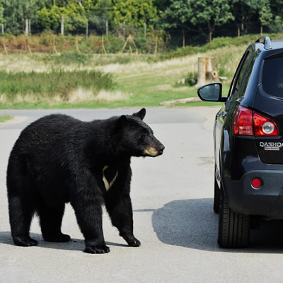 Black bear on a road by a car