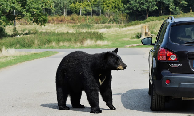 Black bear on a road by a car