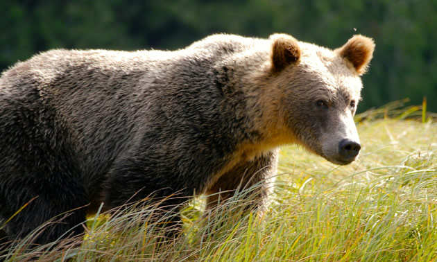 Grizzly bear on grass field during daytime

