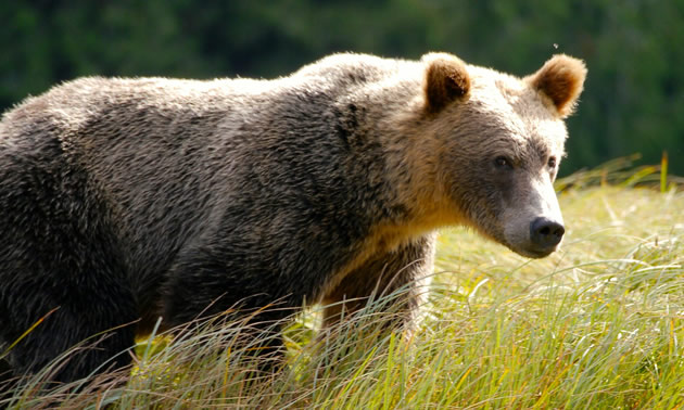 Grizzly bear on grass field during daytime