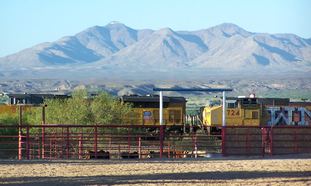 Trains and cattle resting in Benson, Arizona.