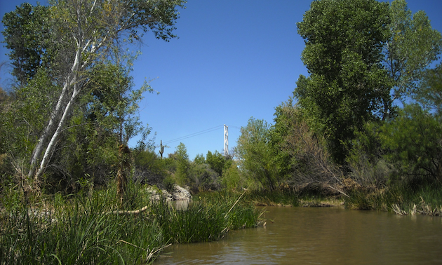 trees, river, blue sky