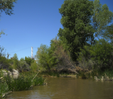 trees, river, blue sky