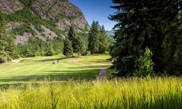 View of golf course, with large pine trees. 