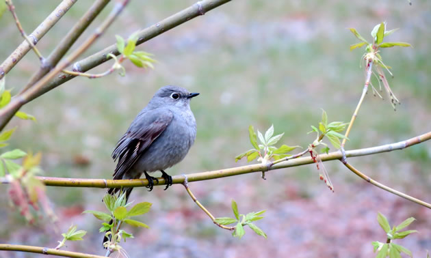 A townsend’s solitaire looks majestic at Okanagan Falls Provincial Park.