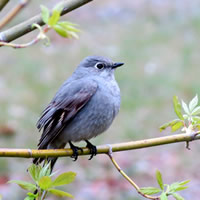 A townsend’s solitaire looks majestic at Okanagan Falls Provincial Park. 