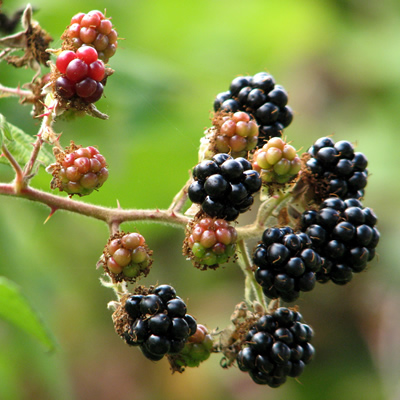 August’s Blackberry Festival in Powell River.