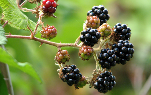 A bunch of blackberries, ready to be picked in Powell River.