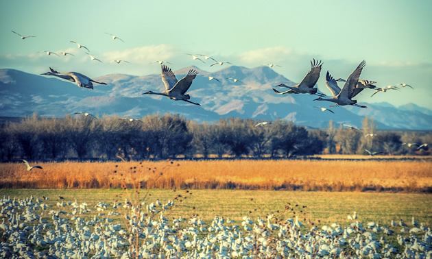 Bosque del Apache National Wildlife Refuge is a feeding and breeding ground for thousands of migratory birds near Socorro, New Mexico.