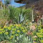 a garden of numerous kinds of cacti and succulents