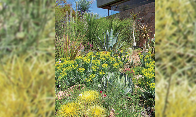 a garden of numerous kinds of cacti and succulents