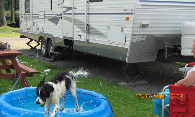 Their dog, Buddy, swimming in his pool. 