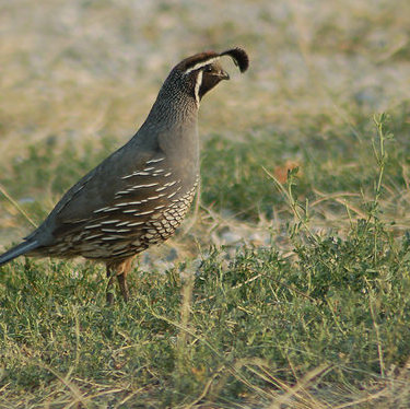 A California quail at Vaseaux Lake.