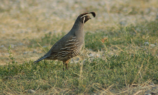 A California quail at Vaseaux Lake.