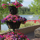 Lakeside walkway with three-tiered planter full of pink blossoms; lake, trees and fountain in the background