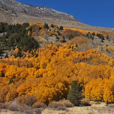 California boasts some magical autumn scenery. 