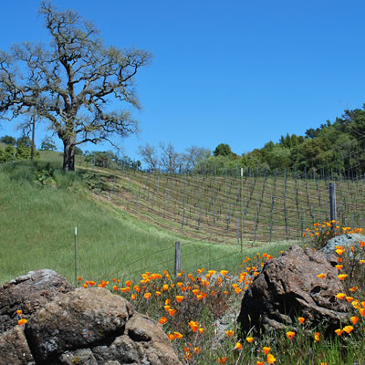 California poppies in field. 