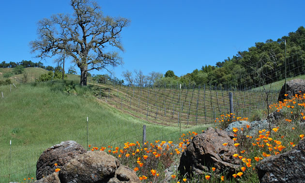 California poppies in field. 