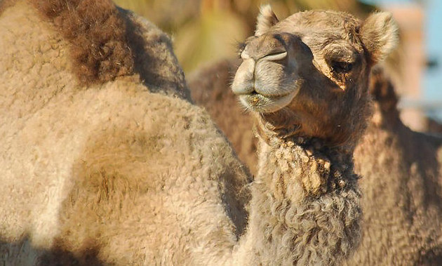 Azziza the camel looking down her nose at the camera