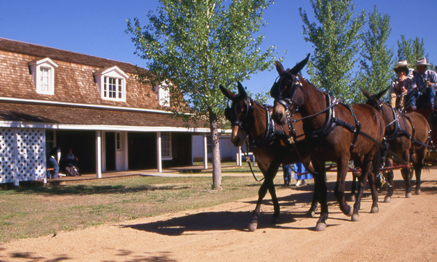 Horses pulling a cart in front of one of Fort Verde's historic buildings.