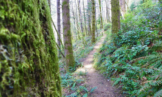 Greenery on the Pump House Trail.