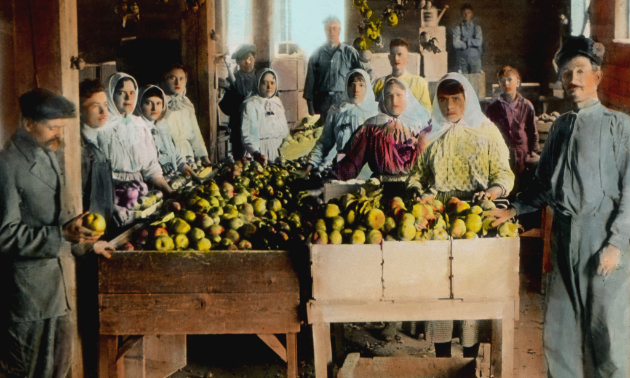 Canadian Doukhobors were known as good orchardists, shown here in 1925.