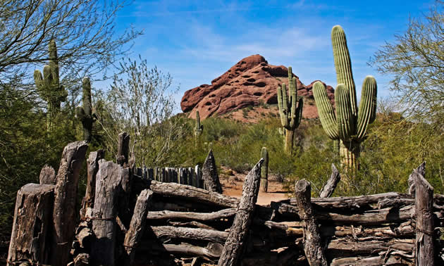 A desert mountain and saguaro cacti are behind a rustic fence.