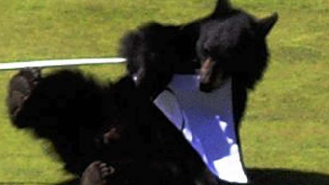 A black bear plays with a flagstick at Chateau Whistler. 