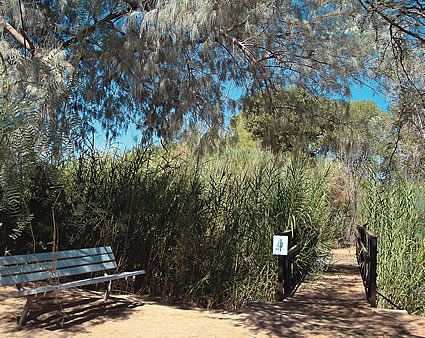 bridge in a wildlife area